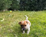 Safkan Maske Filminin Oyuncusu Jack Russell