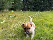 Safkan Maske Filminin Oyuncusu Jack Russell