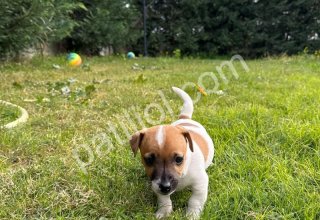 Safkan Maske Filminin Oyuncusu Jack Russell