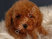Veteriner teknikerinden ırk ve sağlık garantili Toy Poodle
