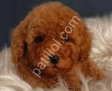Veteriner teknikerinden ırk ve sağlık garantili Toy Poodle