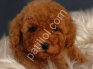 Veteriner teknikerinden ırk ve sağlık garantili Toy Poodle