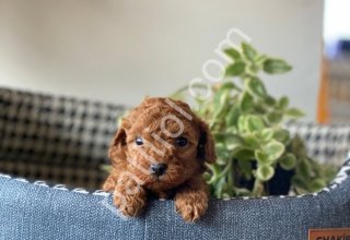 Kalbinizi çalacak minik prenseslerim ve prenslerim
