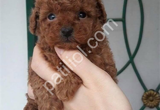 Safkan toy poodle yavrularımız