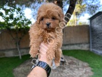 Red Maltipoo Yavrumuz