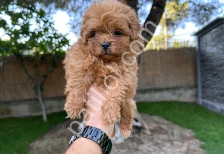 Red maltipoo yavrumuz
