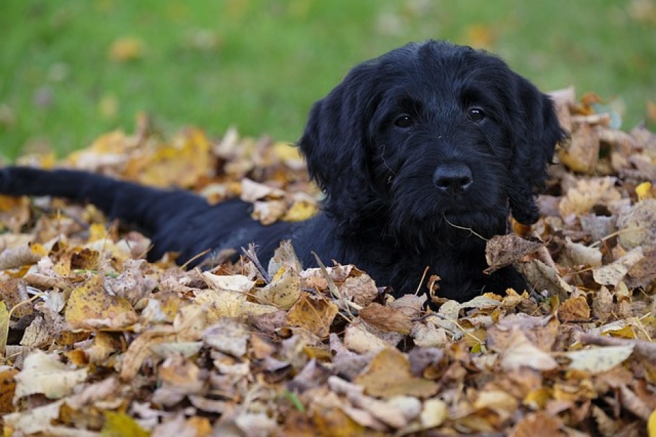 Labradoodle Hakkında Her Şey
