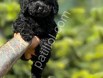 Siyah poodle yavrularımız