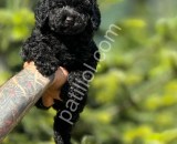Siyah poodle yavrularımız