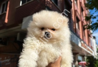 Pomeranian Boo Teedy Yavrular