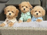 Bir Ömürlük Dostunuz Sizi Bekliyor – Maltipoo
