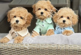 Bir Ömürlük Dostunuz Sizi Bekliyor – Maltipoo