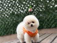 Pamuk Gibi Pomeranian Boo Yavru