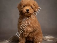 Red Toy Poodle Sevimli Yavrular