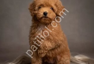 RED TOY POODLE SEVİMLİ YAVRULAR