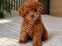 Sağlıklı Ve Irk Garantili Poodle Yavrular