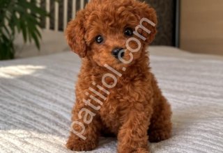 Sağlıklı ve Irk Garantili Poodle Yavrular