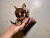 Satılık Şivava Yavru Köpek İlanları