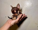 Satılık Şivava Yavru Köpek İlanları