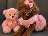 Eşsiz Güzellik Toy Poodle