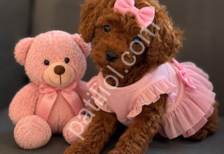 Eşsiz güzellik toy poodle