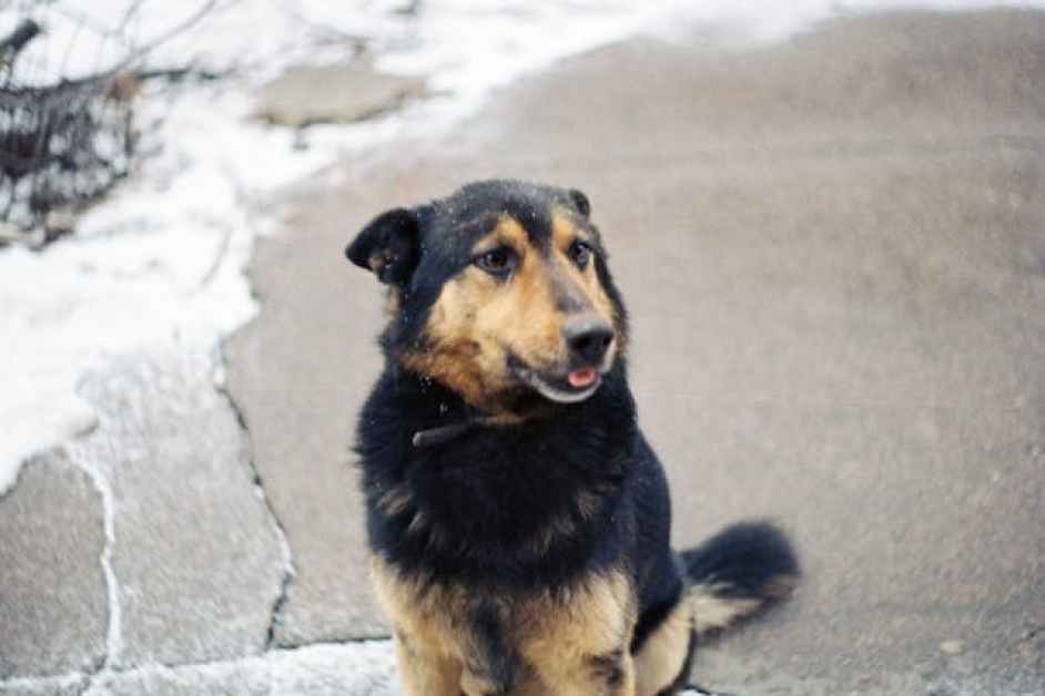 Köpeklerde Tüy Dökülmesinin Nedenleri ve Çözümleri