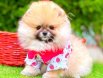 POMERRİAN boo yavrular