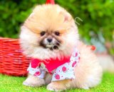 POMERRİAN boo yavrular