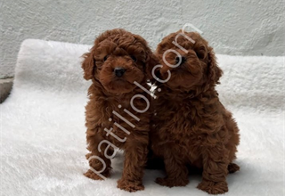 SEÇKİN TOY POODLE YAVRULAR AŞILI