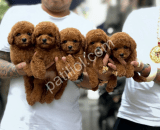 Scrli Toy Poodle Yavruları