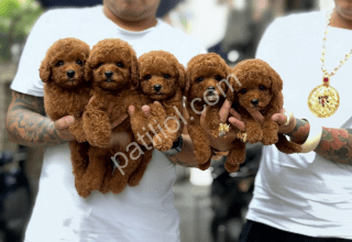 Scrli Toy Poodle Yavruları