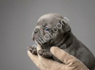 Exotic micro french bulldog yavrular