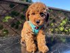 Çiftlik garantili toy poodle bebeklerim
