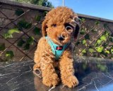 Çiftlik garantili toy poodle bebeklerim