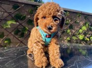 Çiftlik garantili toy poodle bebeklerim