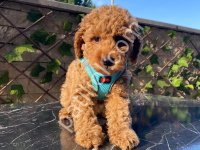 Çiftlik Garantili Toy Poodle Bebeklerim