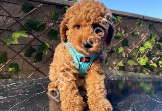 Çiftlik garantili toy poodle bebeklerim