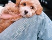 Teacup süs köpeği maltipoo