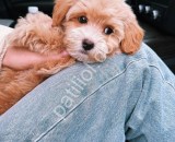 Teacup süs köpeği maltipoo