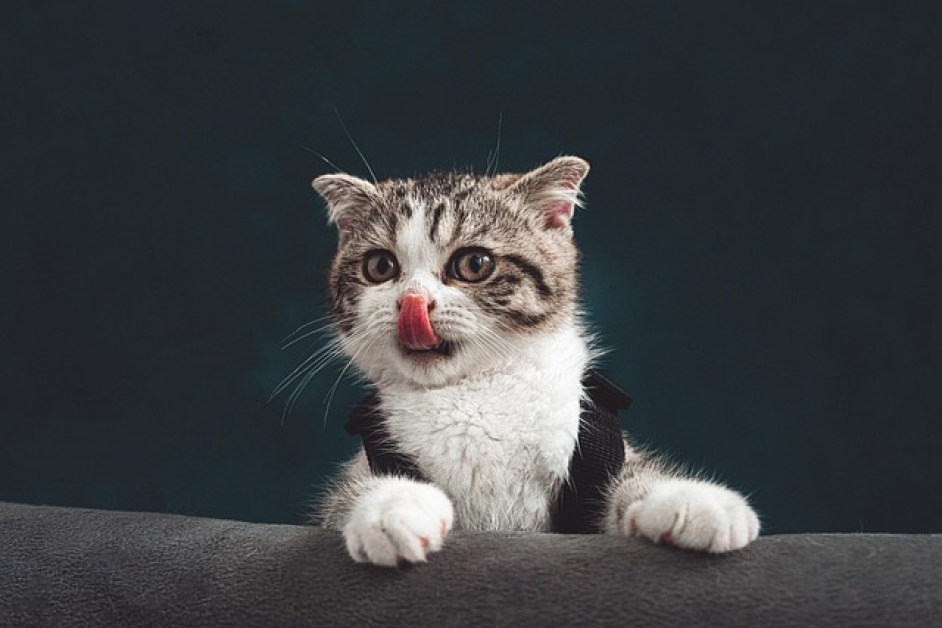 Evde Kedi Beslerken Dikkat Edilmesi Gereken Temel Konular