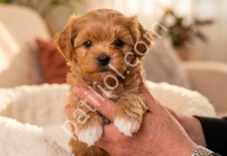 MALTİPOO CİNSİ YAVRULAR EV ÜRETİMİ