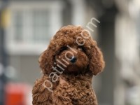 İstanbul’Da Toy Poodle Yavruları