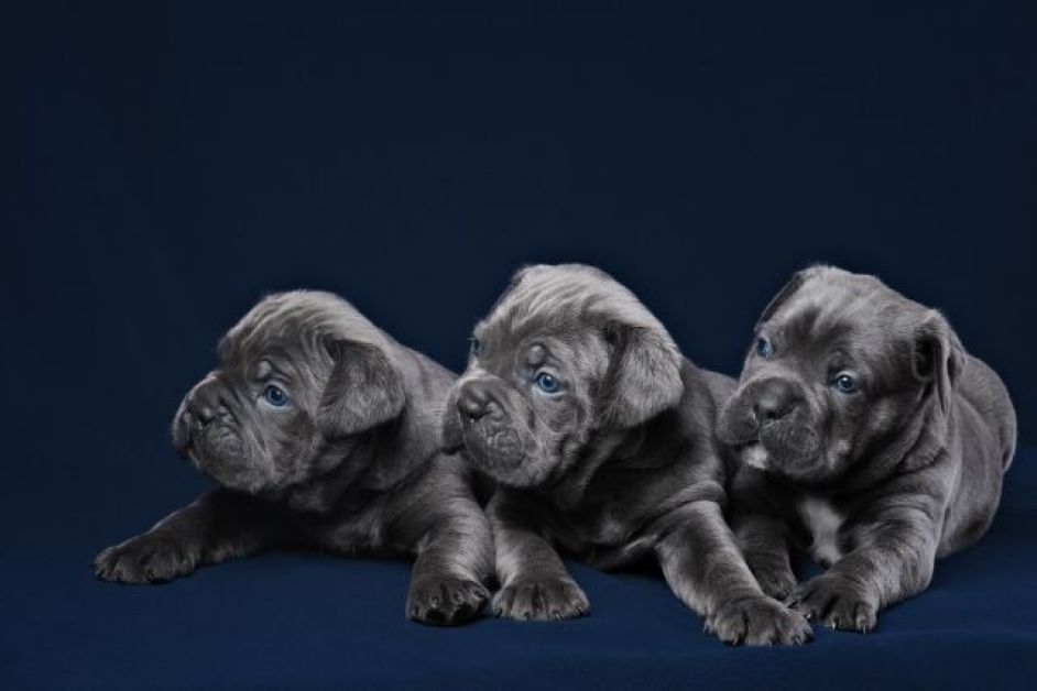 Cane Corso Hakkında Her Şey