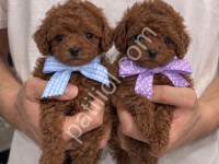 Karakterli Ve Özenle Yetiştirilen Poodle Yavruları