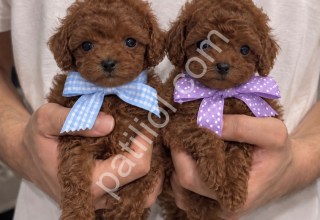 Karakterli ve Özenle Yetiştirilen Poodle Yavruları