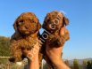 Çiftlik garantili toy poodle bebeklerim