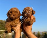 Çiftlik garantili toy poodle bebeklerim