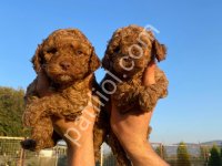 Yetiştiriciden Toy Poodle Yavruları