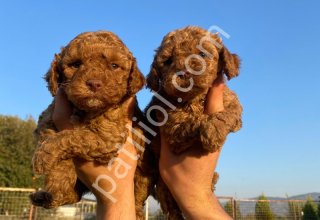Çiftlik garantili toy poodle bebeklerim