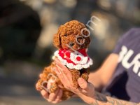 Kıpkırmızı Red Toy Poodle Sevimli Yavrular